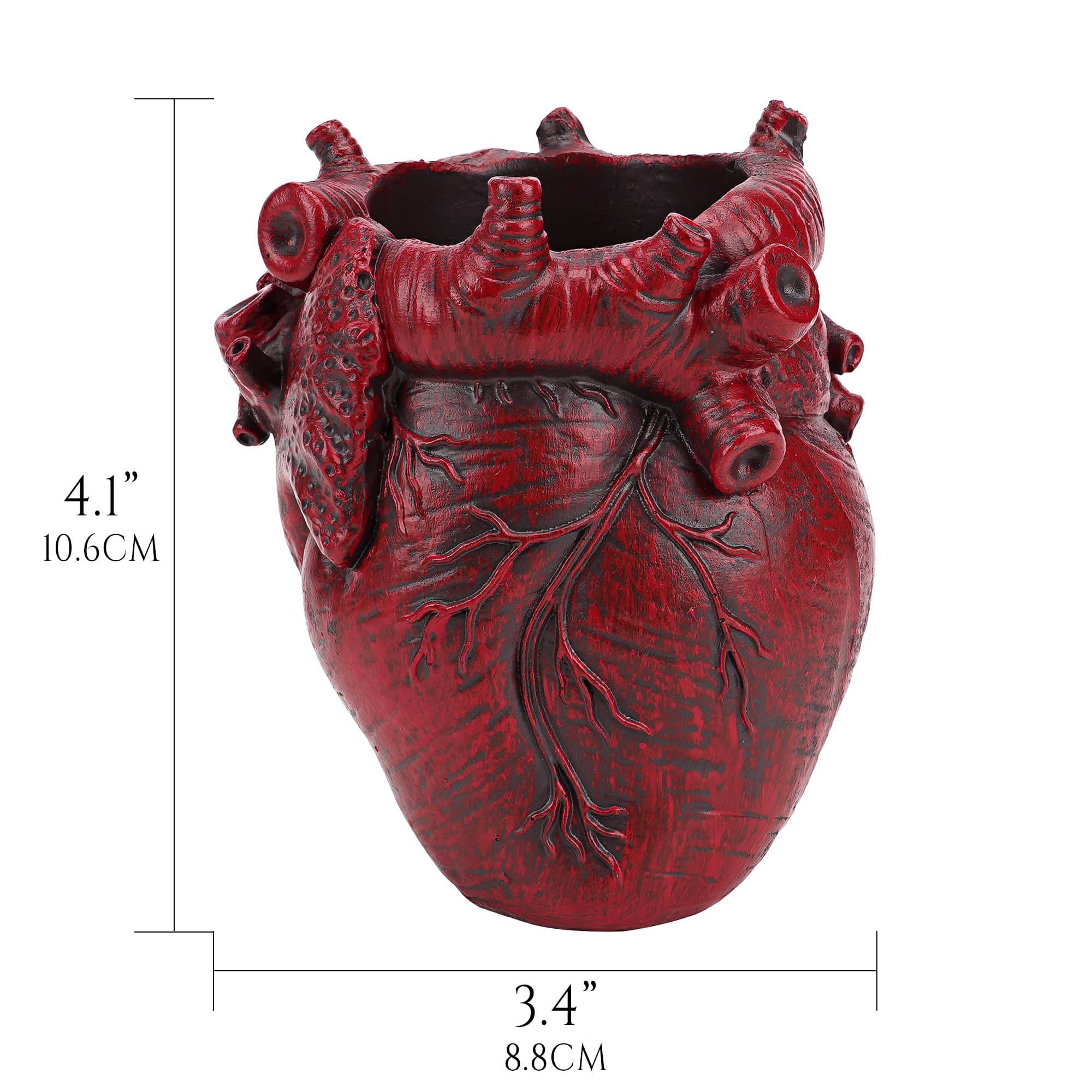 JANKOW Anatomical Heart Pencil Holder, Red Resin Organ-Shaped Pen Cup Desk Organizer, Realistic Human Heart Decor, Stable Base - 1